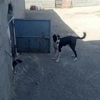 سگ هم قال|سگ|اصفهان, شهرک کاوه|دیوار