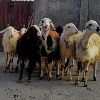 بره ماده عتیقه|حیوانات مزرعه|بروجرد, |دیوار