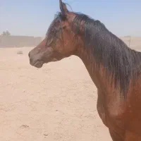 مادیون عرب مدرکدار