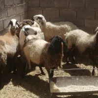 شش عدد میش چاق برای کش|حیوانات مزرعه|طبس, |دیوار