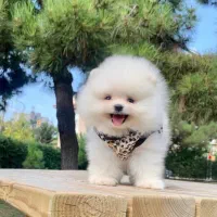 سگ پامر خرسی.پامرانین عروسکی با کیفیت