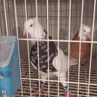 طوقی کرمانشاهی|پرنده|شاهینشهر, گرگاب|دیوار