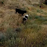 دویه هلشتاین سیاه