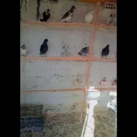 کفتر پرشی|پرنده|کاشان, راوند|دیوار