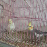 عروس هلندی های جفت