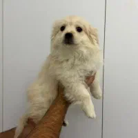 سگ نژاد اشتپرز پامر