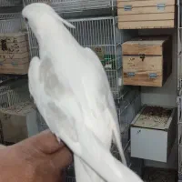 عروس هلندی نر دوکت آلبینو دستی و نر لوتینو ۱ ساله|پرنده|لار, |دیوار