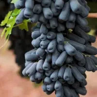 نهالستان سیب زردالو انار