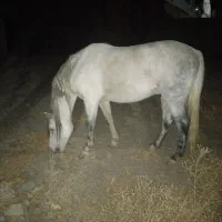 اسب نریون نیلی تاخت ،گردن کلفت قلدر مناسب سواری|اسب و تجهیزات اسب‌سواری|چناران, |دیوار