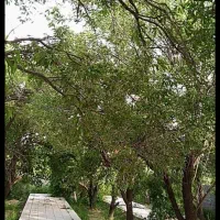 باغ|فروش زمین و ملک کلنگی|پاریز, |دیوار