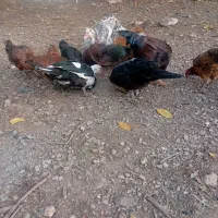 مرغ بوقلمون اردک محلی فروشی