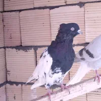 کبوتر رنگی دورگ شکار|پرنده|لنجان, |دیوار