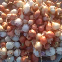 ۲۰گونی پیاز زردو۲۵ گونی پیاز قرمز برای ترشی