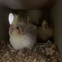 جفت عروس هلندی مولد