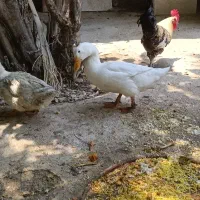 فروش اردک