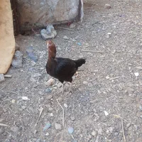 مرغ لاری
