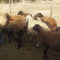 میش افشاری|حیوانات مزرعه|دزپارت, |دیوار