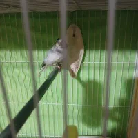 قناری نروماده|پرنده|مشهد, شهرک امام هادی (شهرک غرب)|دیوار