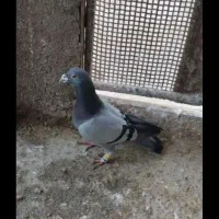 یه قره سیاه گم کردم