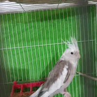 عروس هلندی|پرنده|شیروان (خراسان), |دیوار