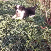 توله سگ شیتزو|سگ|پرند, فاز ۴|دیوار