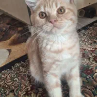 2عدد گربه نژاد دار