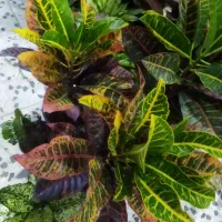حراج گل‌های آپارتمانی