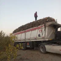 برش چوب درخت  مرکبات|خدمات باغبانی و درختکاری|رودان, |دیوار