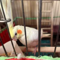 عروس هلندی لوتینو|پرنده|قزوین, |دیوار