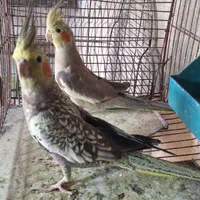 عروس هلندی ماده
