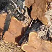 قطع درختان مزاحم|خدمات باغبانی و درختکاری|سیریک, |دیوار