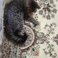 گربه ملوس|گربه|اسلامشهر, مطهری|دیوار