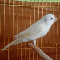 قناری سفید نر و سبز ماده|پرنده|فولادشهر, مسکن مهر فولادشهر|دیوار