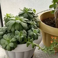 گل اپارتمانی|گل و گیاه طبیعی|خوی, |دیوار