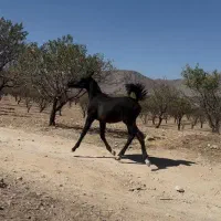 کره نریون مشکی