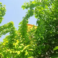 باغ و باغچه ۱۷۰ متری درختان ۱۲ ساله قدیمی|فروش زمین و ملک کلنگی|تهران, امیریه|دیوار