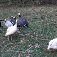 تخم مرغ شاخدار