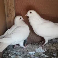 سفید آلمانی نر و ماده|پرنده|جهرم, |دیوار