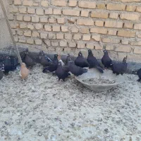 تعدادی ماده بزن سیاه سرکه ای دمسفید سینه زرد سبز|پرنده|شیراز, ریشمک|دیوار
