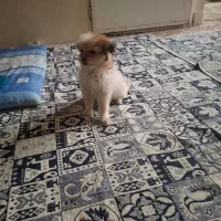 سگ دوماه نژاد تریر