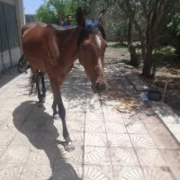 اسب جوان ۳ ساله مادیان|اسب و تجهیزات اسب‌سواری|گرمسار, |دیوار