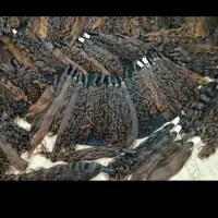 خریدار موی بانوان