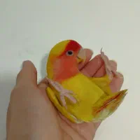 طوطی برزیلی