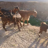 فروش‌بز‌اسرایلی‌|حیوانات مزرعه|فلارد, |دیوار