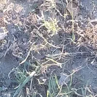 ریشه نعناع ترخون