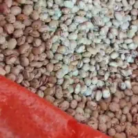 لوبیا چیتی|خوردنی و آشامیدنی|تهران, دانشگاه شریف|دیوار