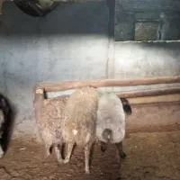 گوشت بره|حیوانات مزرعه|ساروق, |دیوار