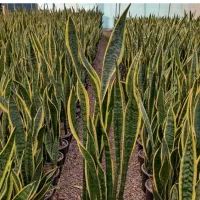 حراج تمام گل ها گلسرای فرشته شهرک قائم|گل و گیاه طبیعی|اراک, |دیوار