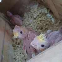 جوجه عروس