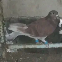 کبوتر